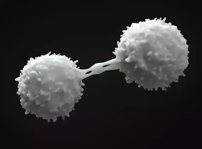 Lymphocytes two spheres 3D model