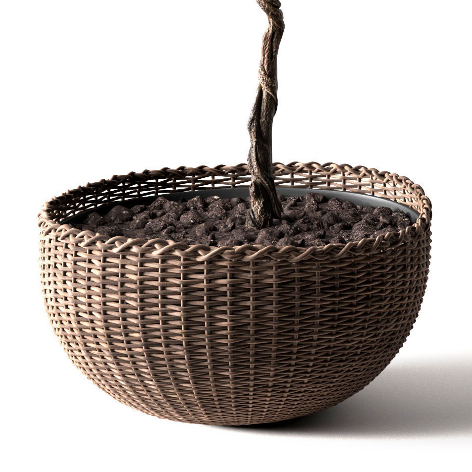 Ficus Lyrata 3D model_2