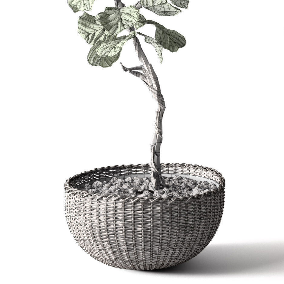 Ficus Lyrata 3D model_3