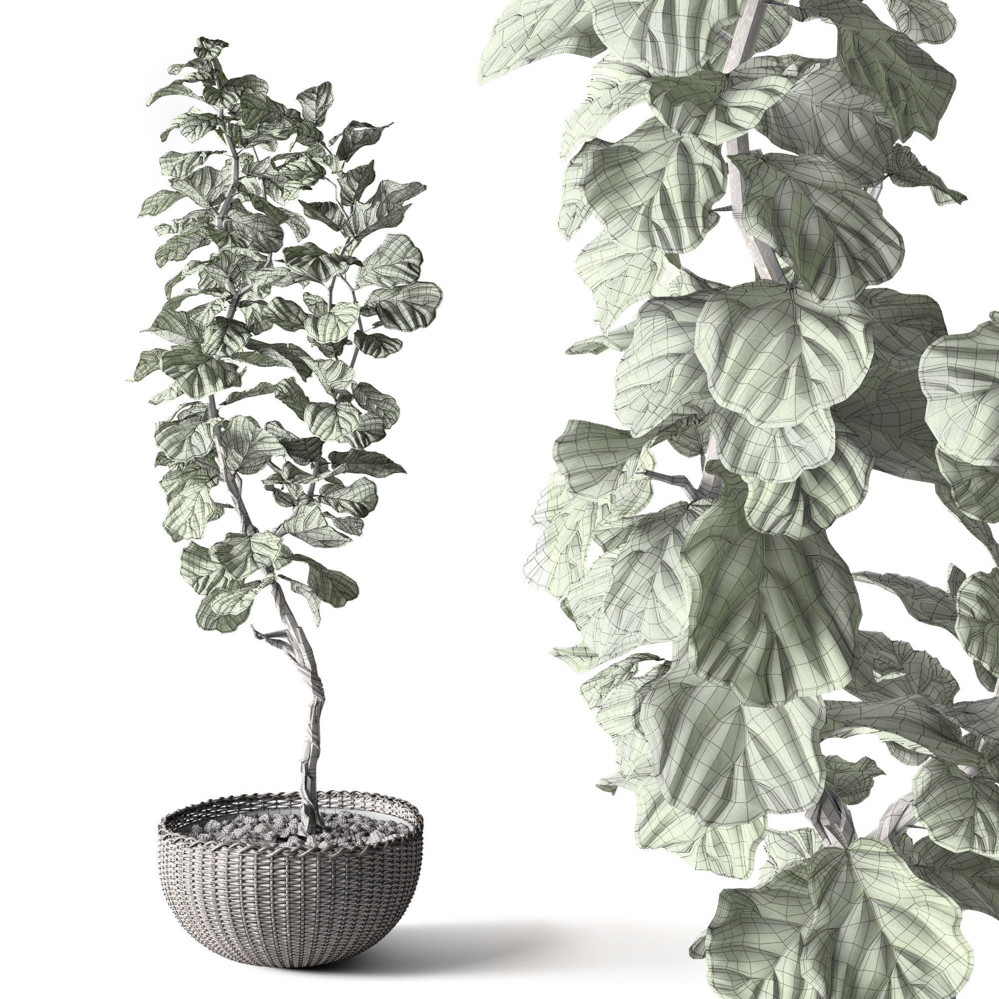 Ficus Lyrata 3D model_1