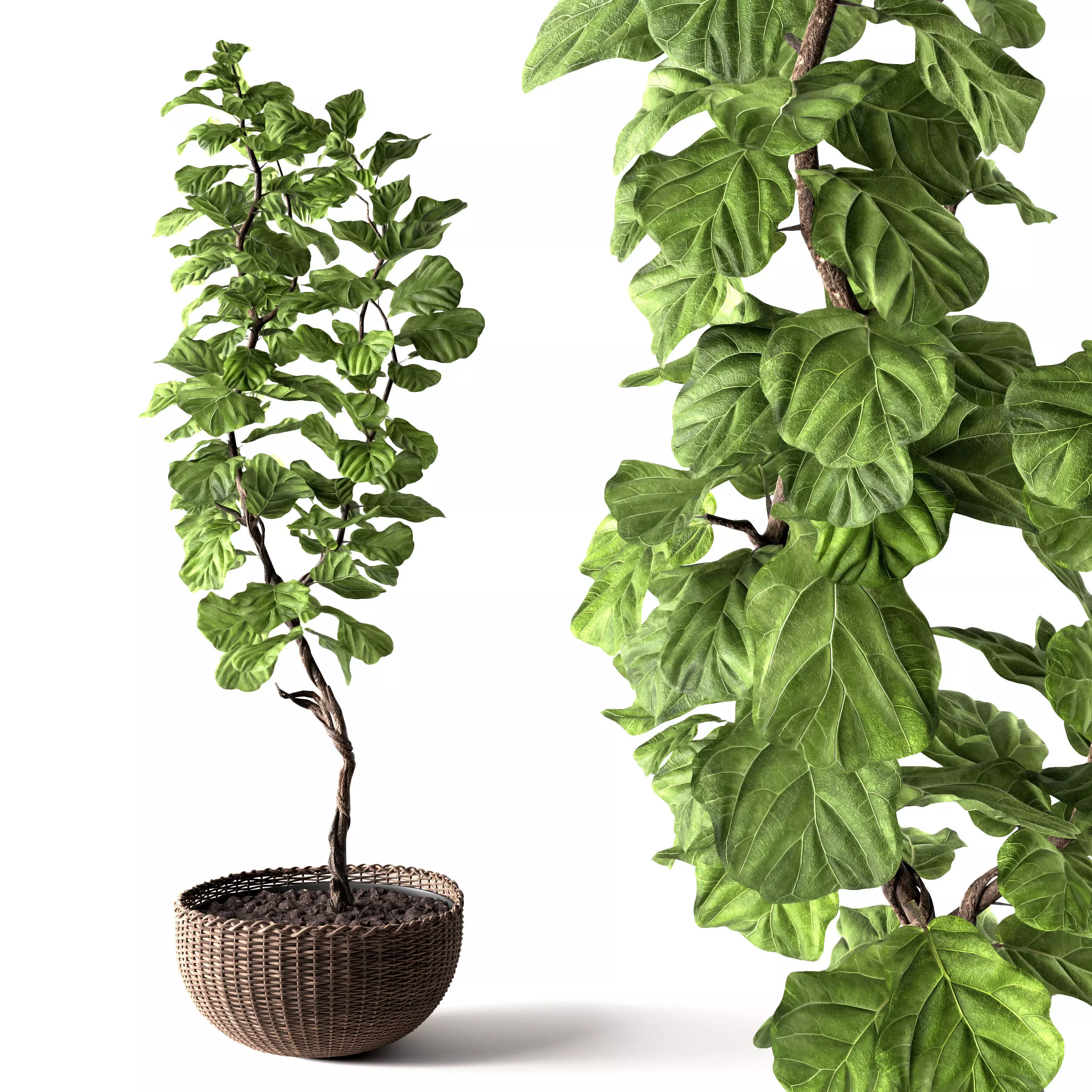 Ficus Lyrata 3D model_0