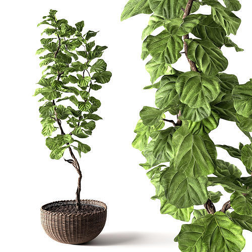 Ficus Lyrata 3D model