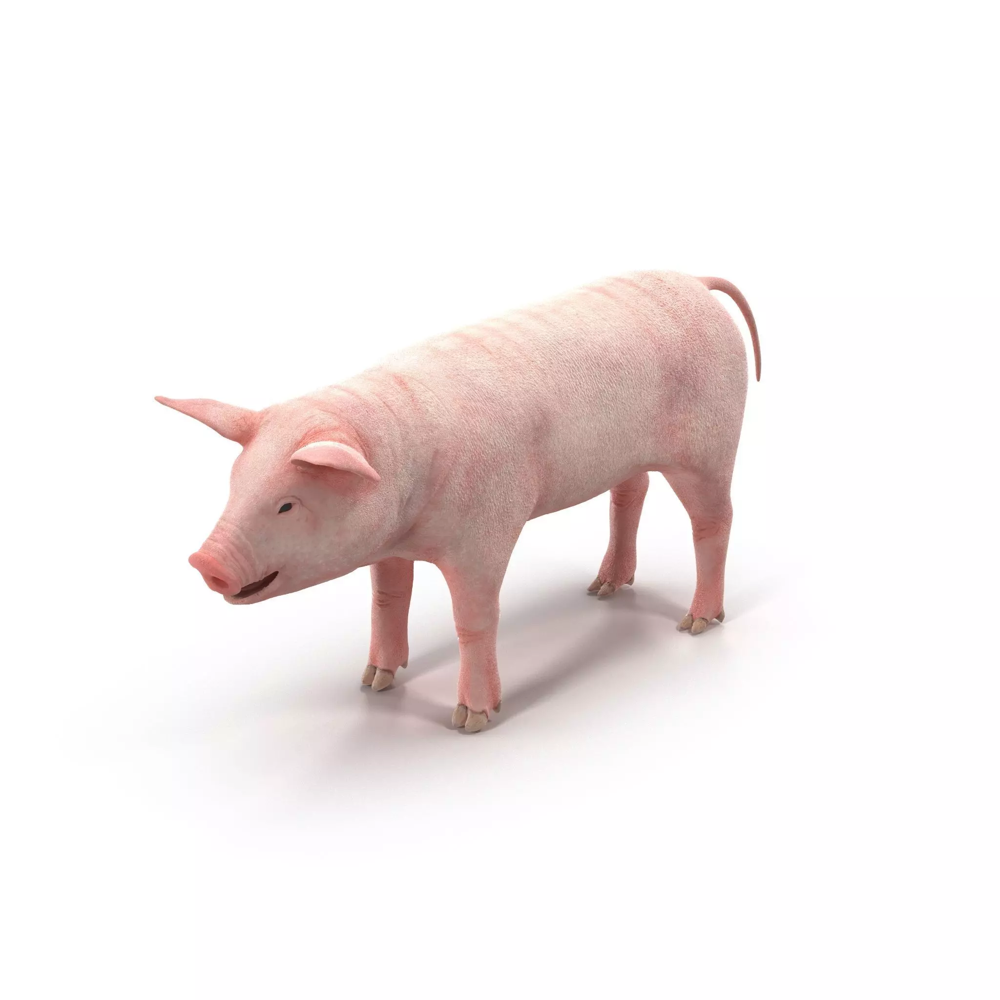PIG MODEL 3D model