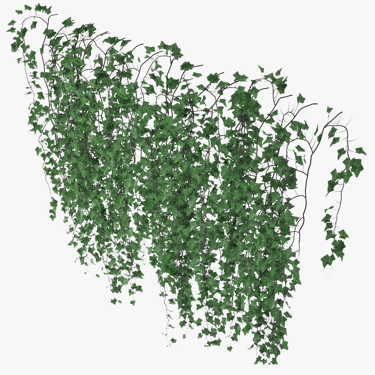 Ivy wall 07 3D model_8