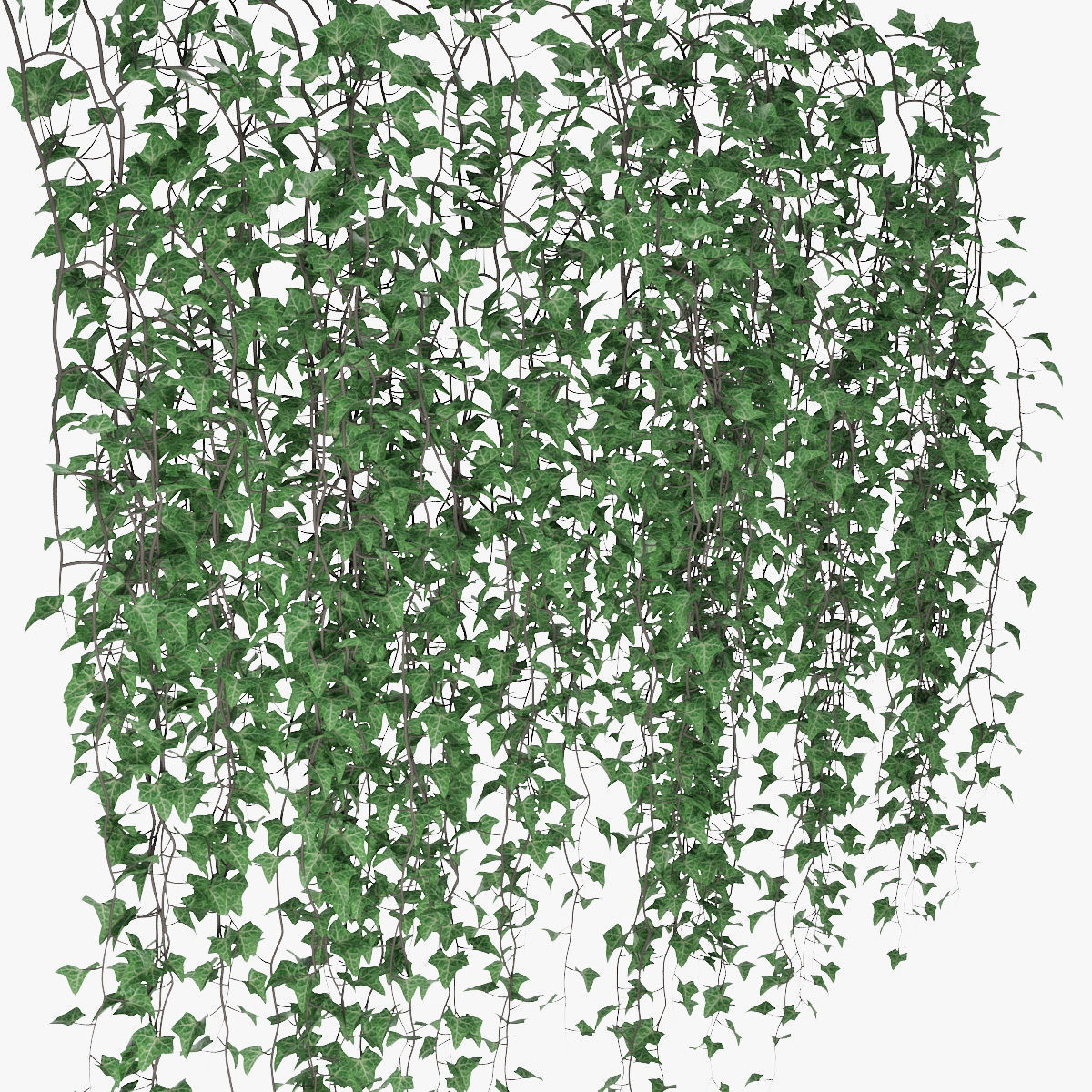Ivy wall 07 3D model_10