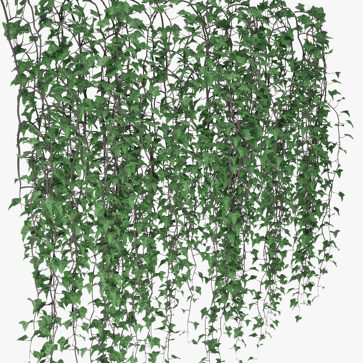 Ivy wall 07 3D model_12