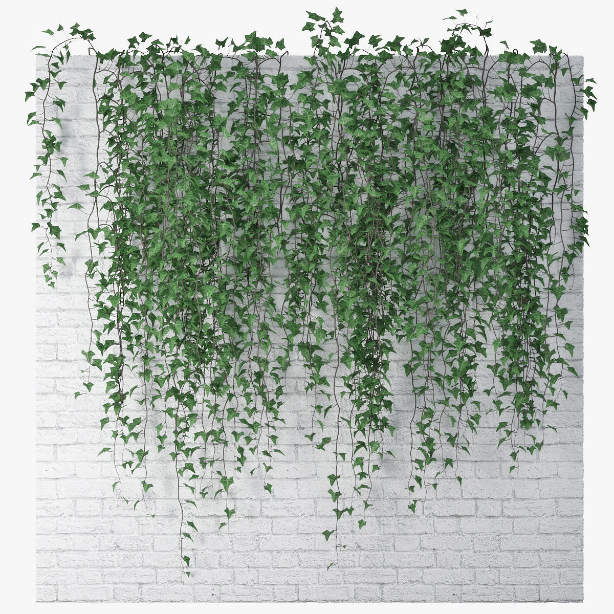 Ivy wall 07 3D model_1