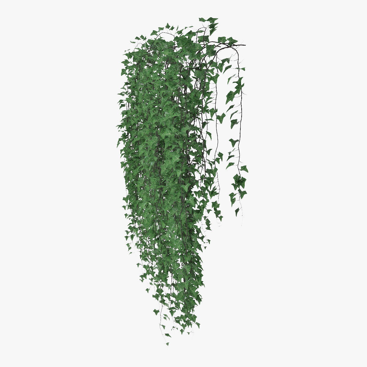 Ivy wall 07 3D model_7