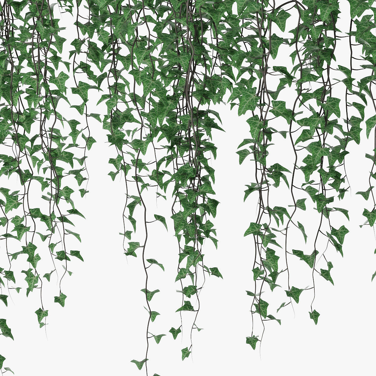 Ivy wall 07 3D model_6