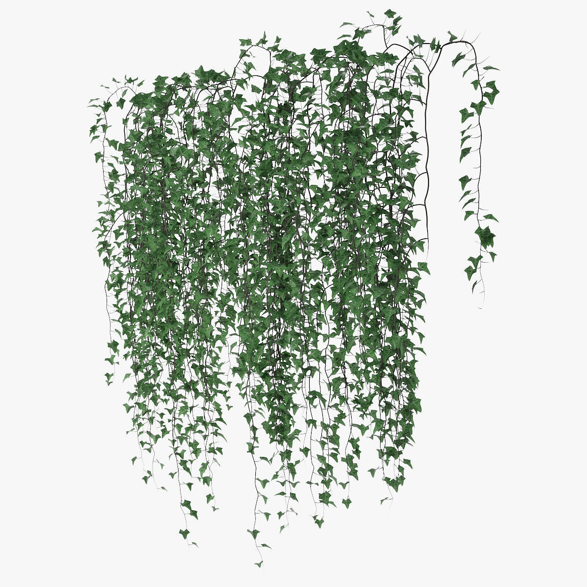 Ivy wall 07 3D model_2