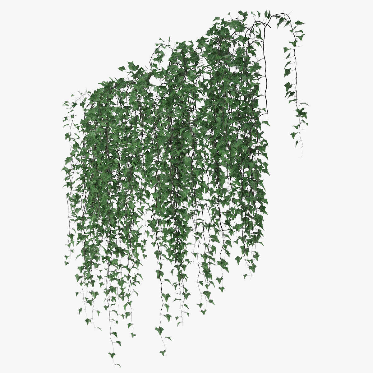 Ivy wall 07 3D model_9