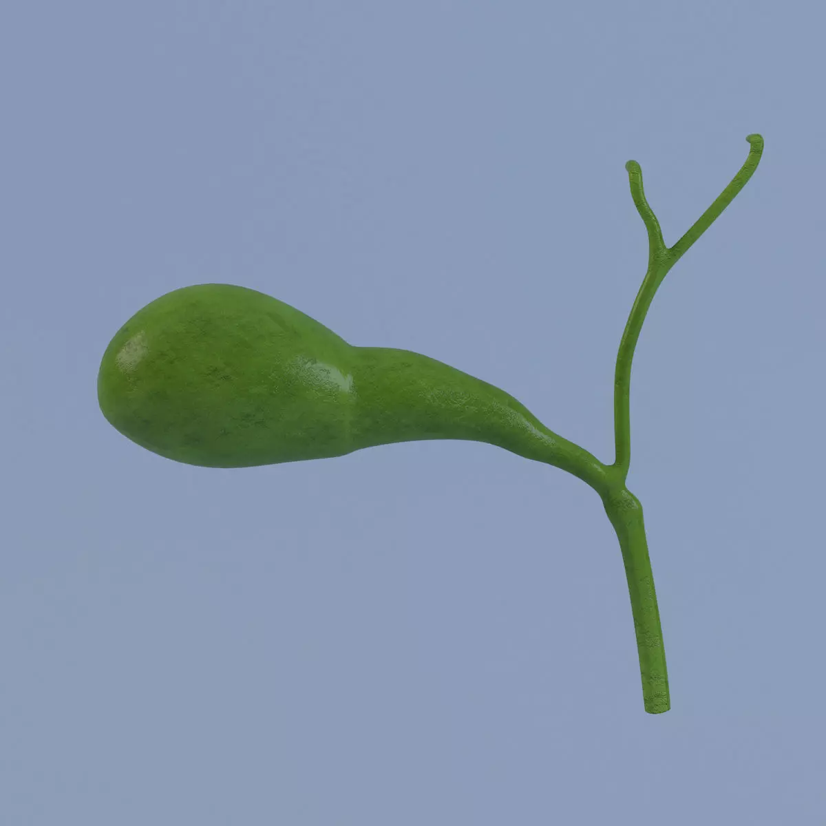 Gallbladder Max 2011 3D model_0