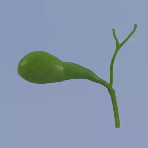 Gallbladder Max 2011 3D model