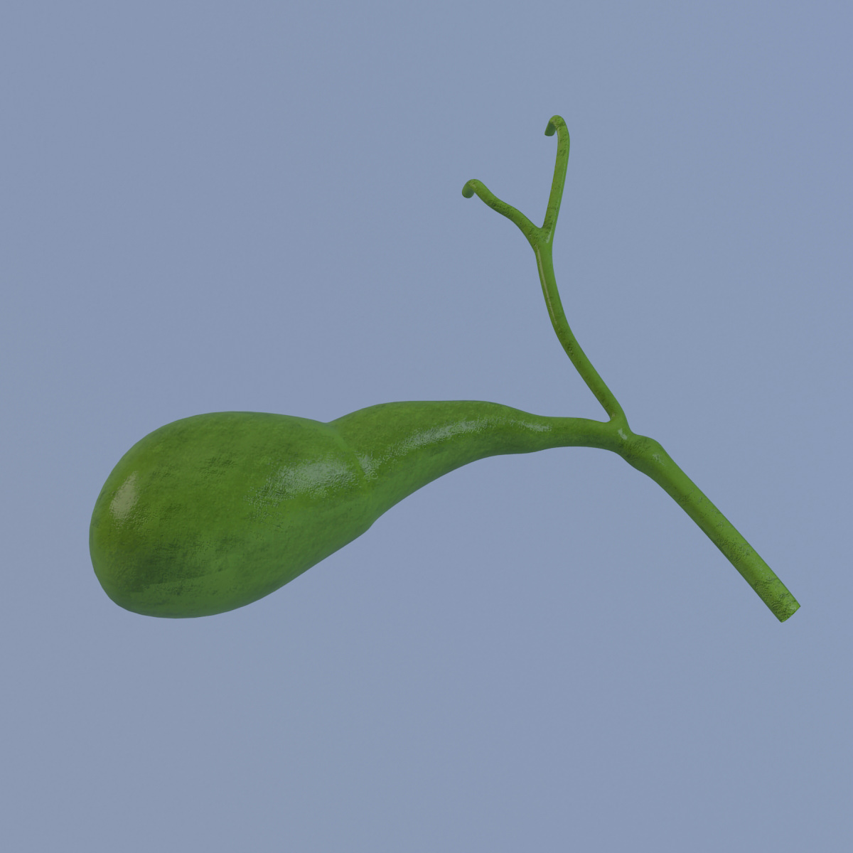 Gallbladder Max 2011 3D model_9