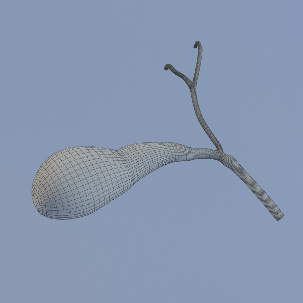Gallbladder Max 2011 3D model_1
