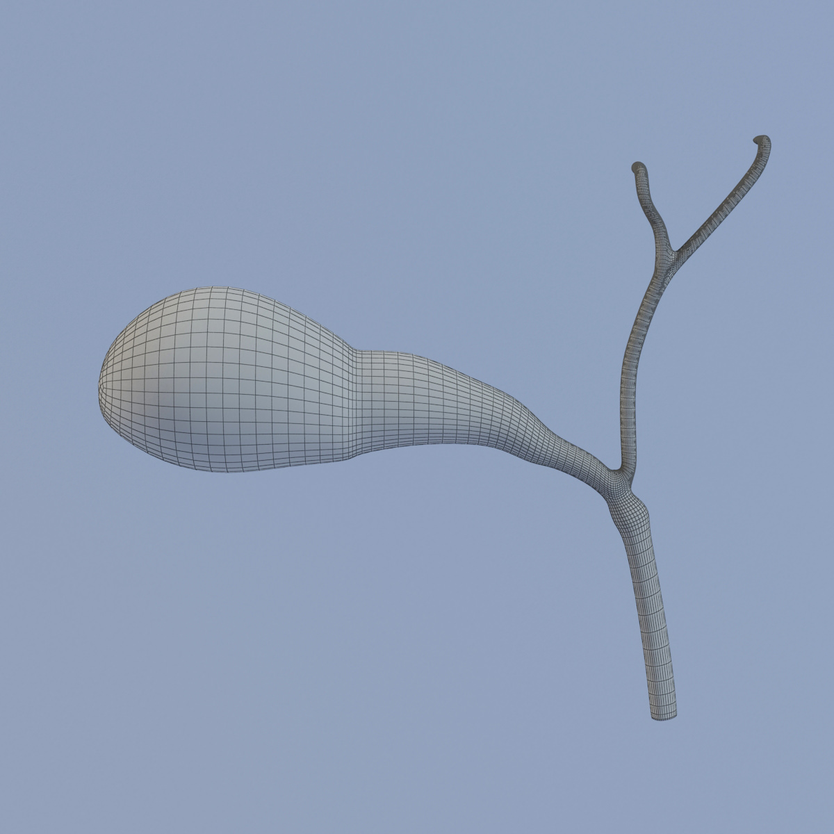 Gallbladder Max 2011 3D model_5