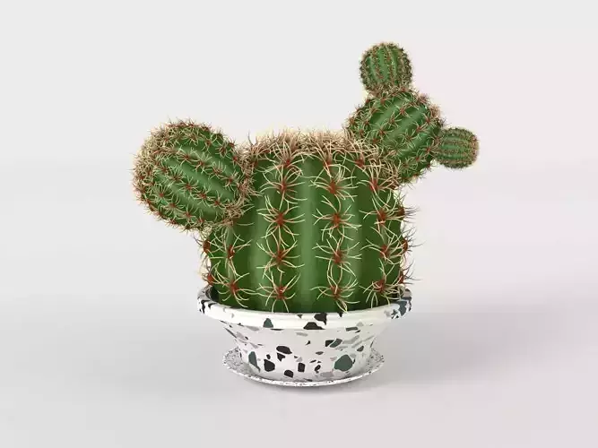 Cactus in a pot