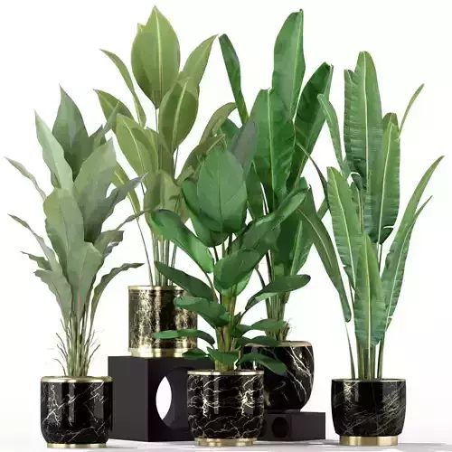 Plants collection 229