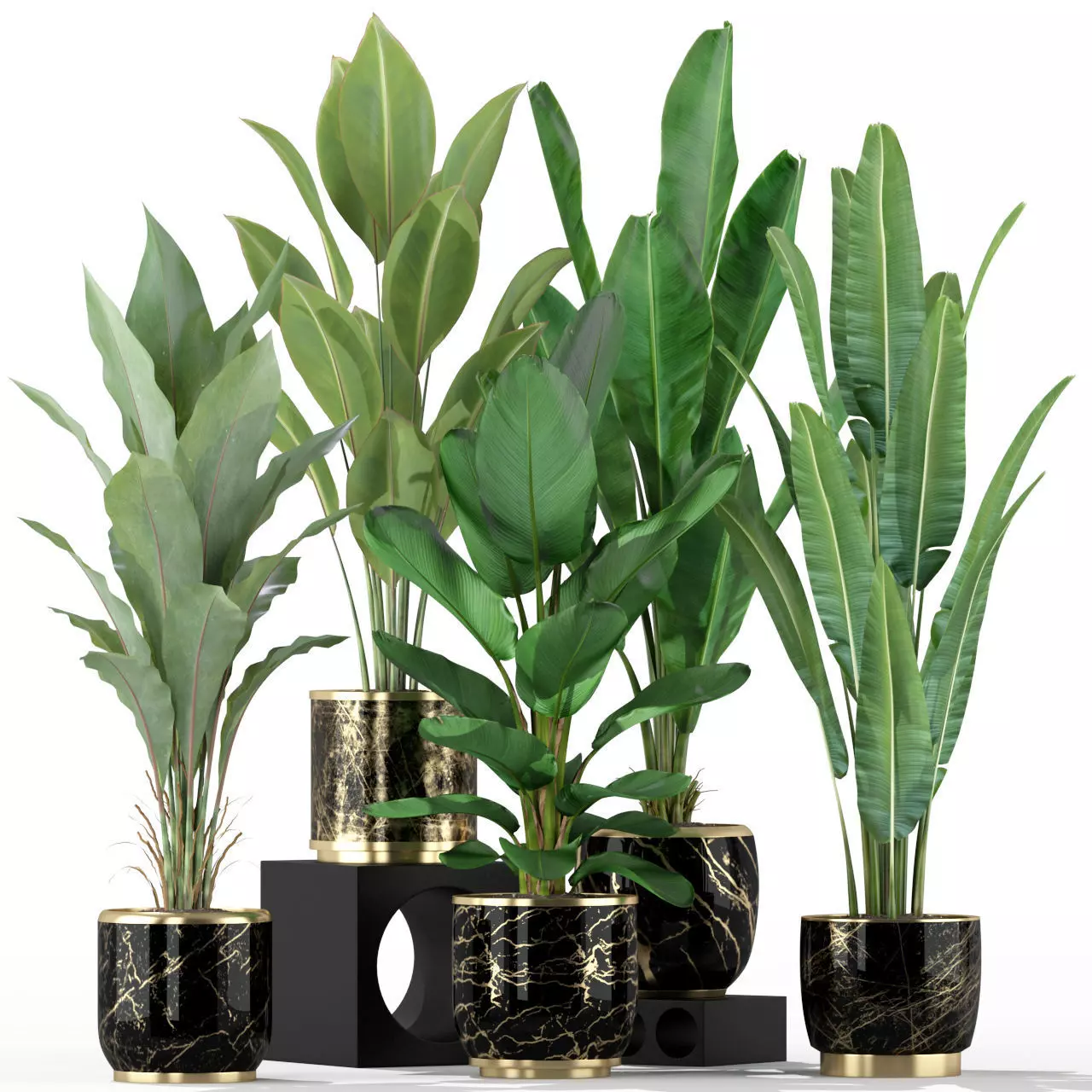 Plants collection 229 3D model