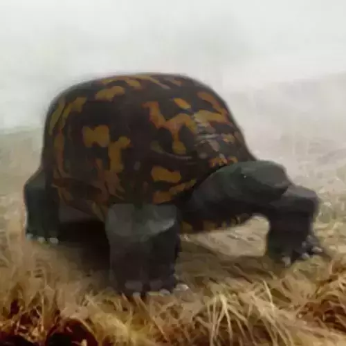 High Poly Turtle 3D model