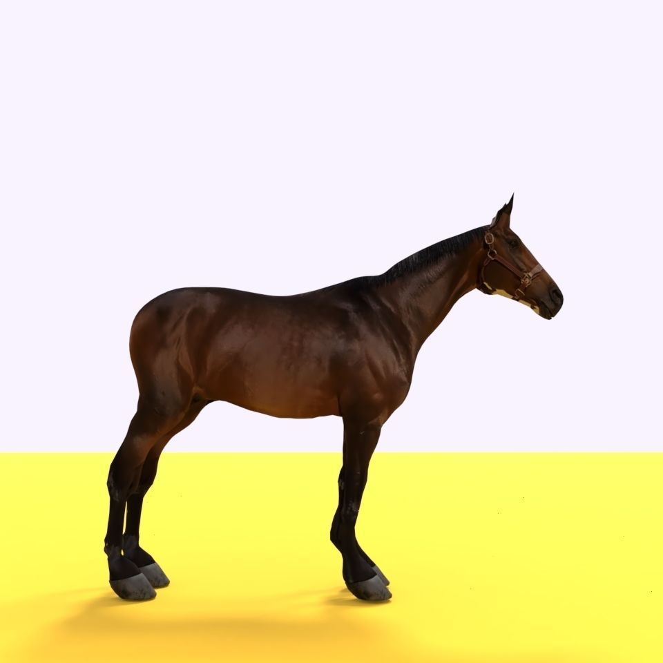 Horse 3D model_8