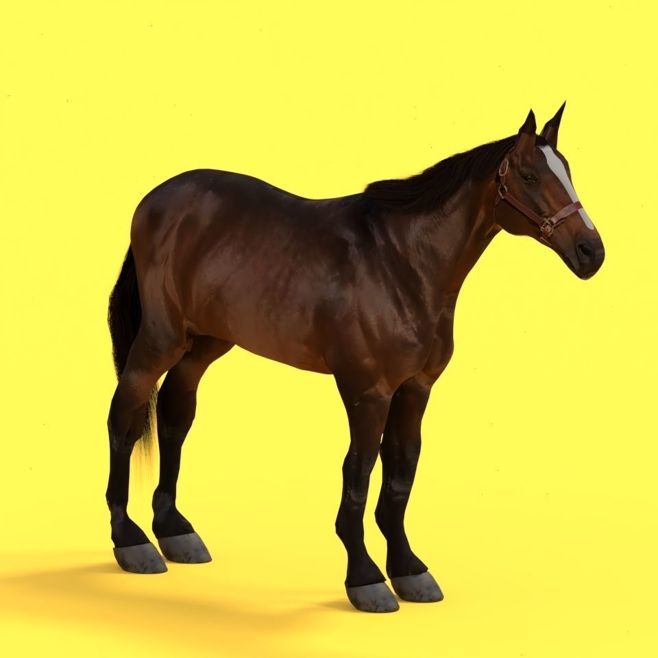 Horse 3D model_12
