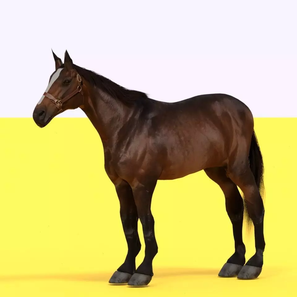 Horse 3D model_0