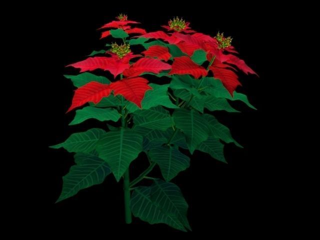 Flower Euphorbia Pulcherrima Low-poly 3D model_2