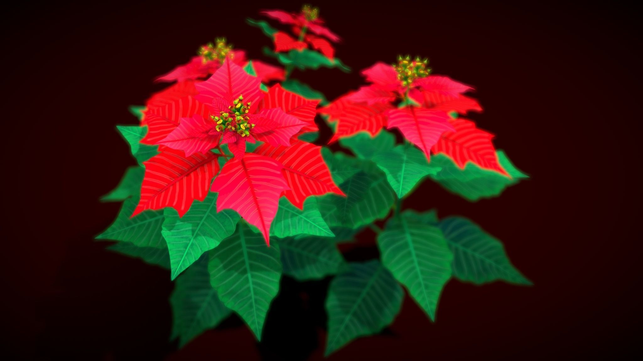 Flower Euphorbia Pulcherrima Low-poly 3D model_3