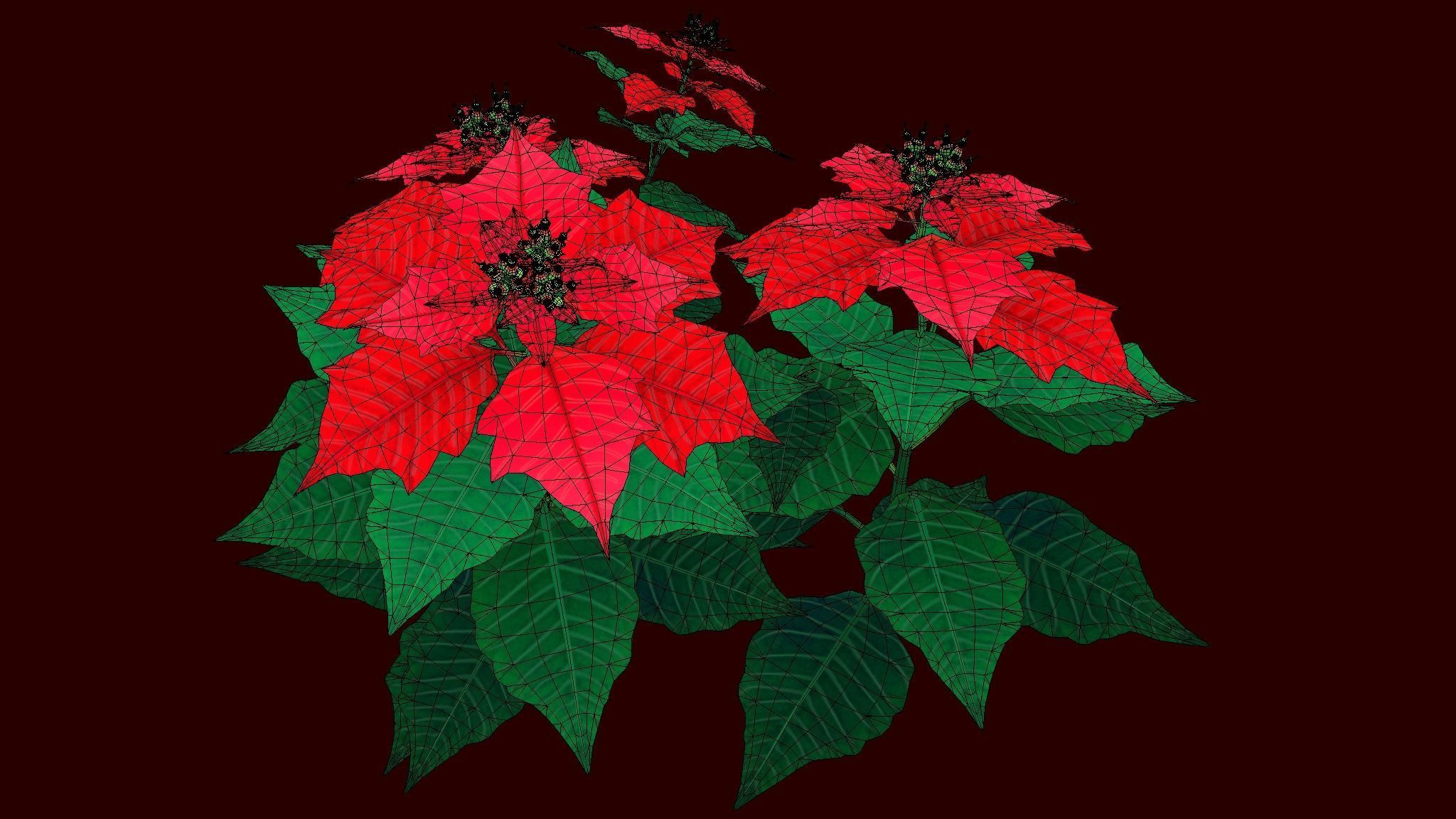 Flower Euphorbia Pulcherrima Low-poly 3D model_4