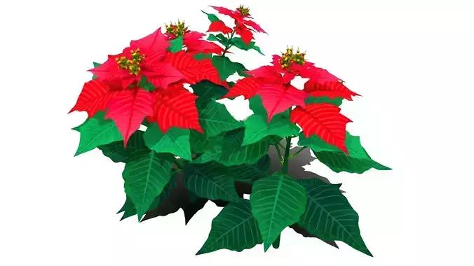 Flower Euphorbia Pulcherrima Low-poly 3D model