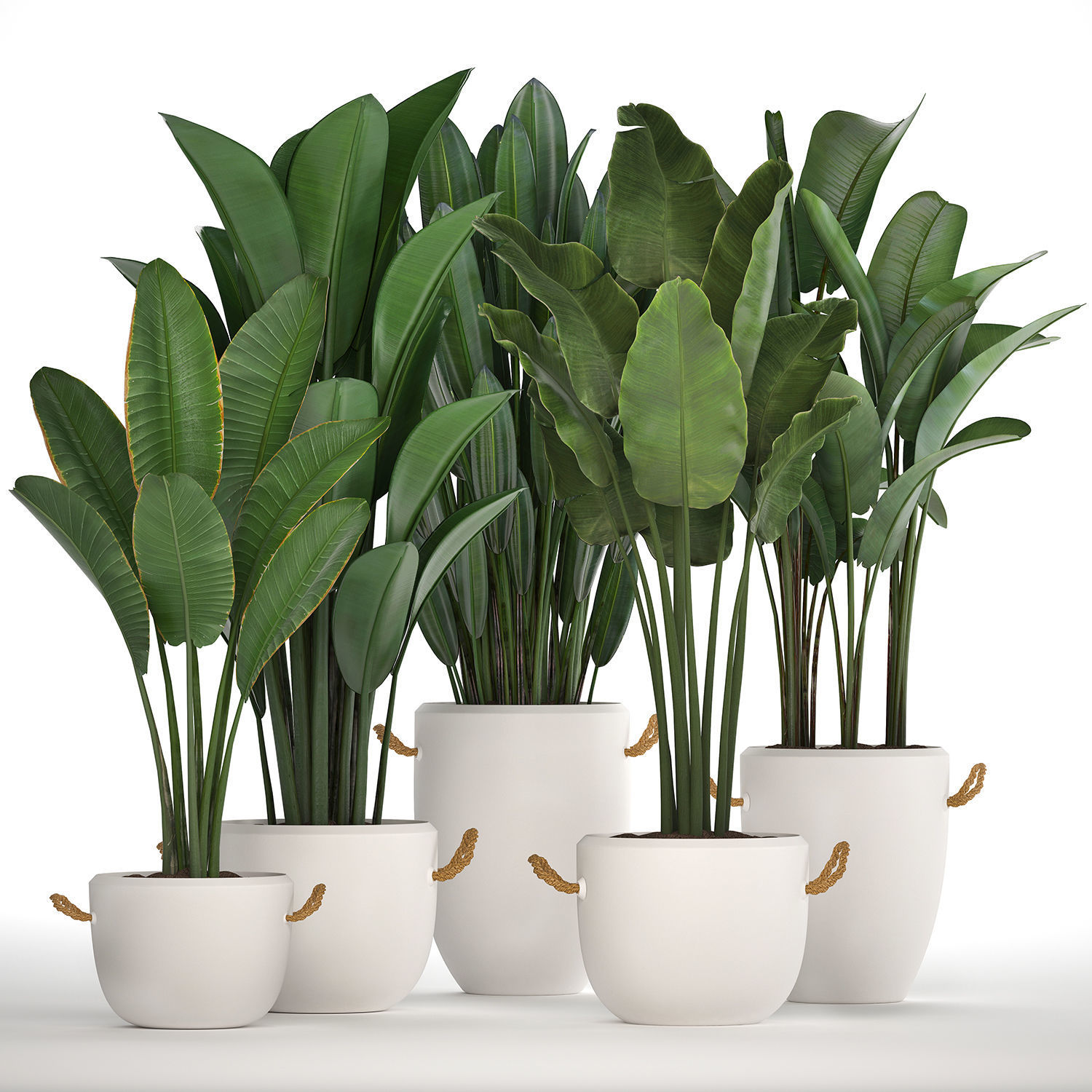 Exotic plants banana tree set 435 3D model_1