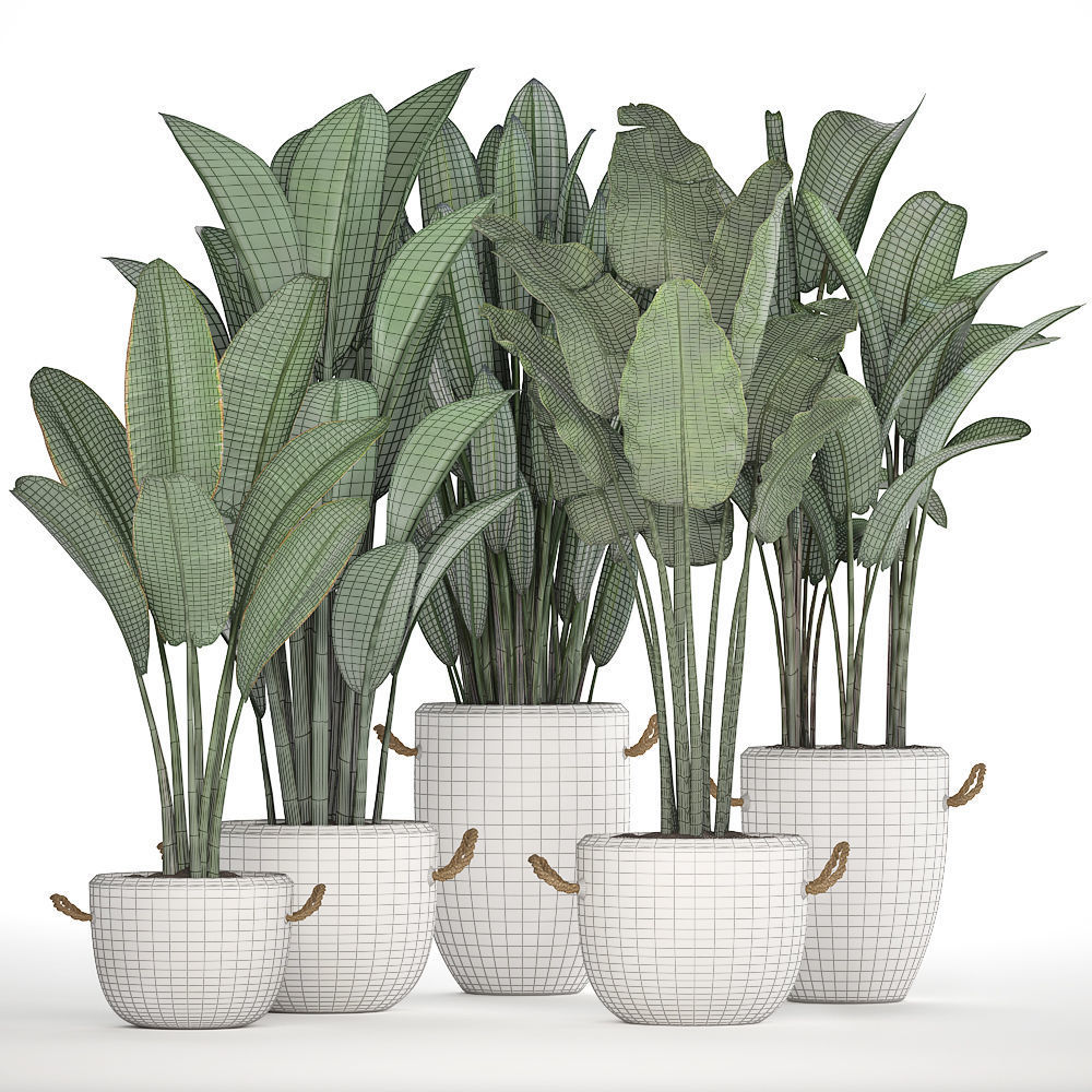 Exotic plants banana tree set 435 3D model_6