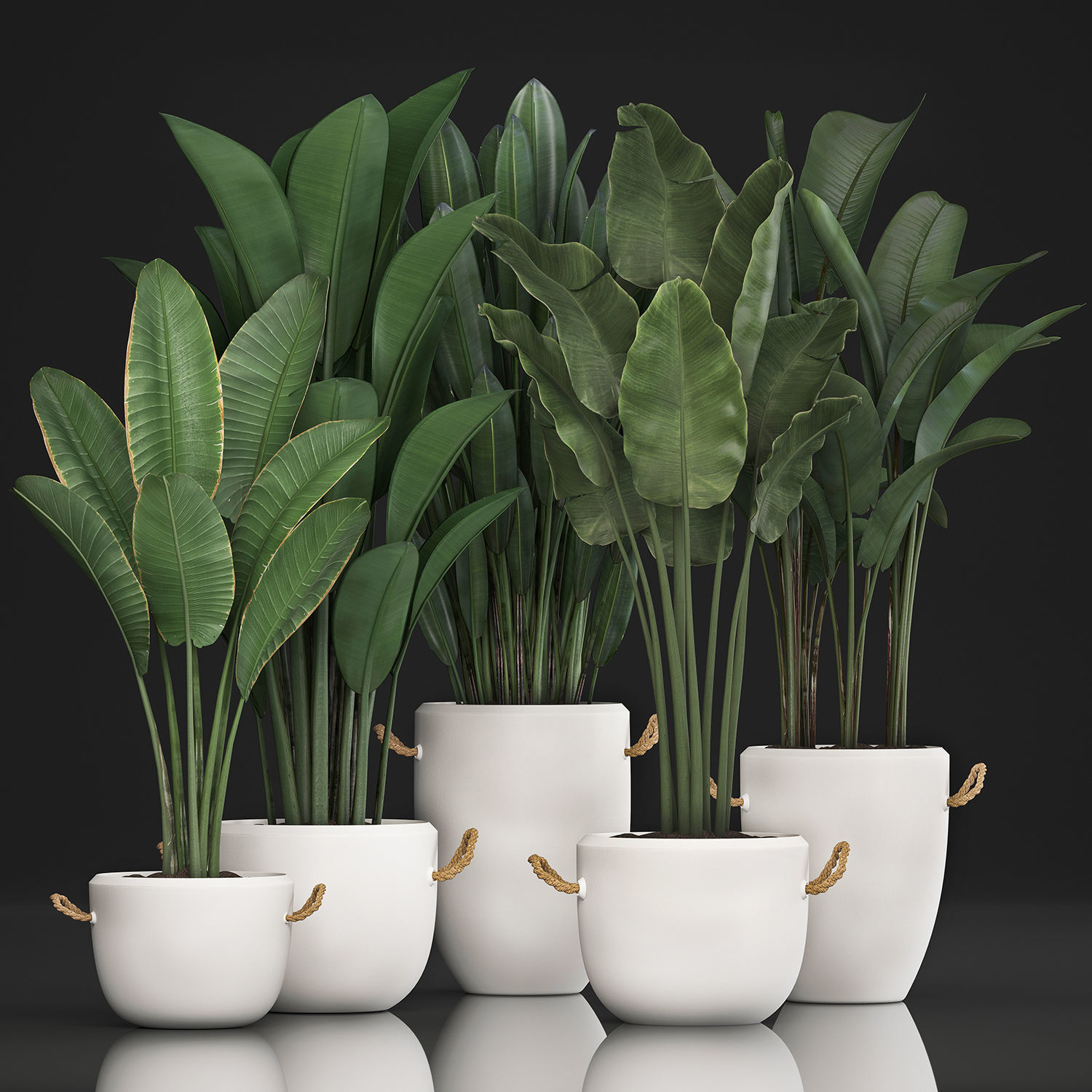 Exotic plants banana tree set 435 3D model_2