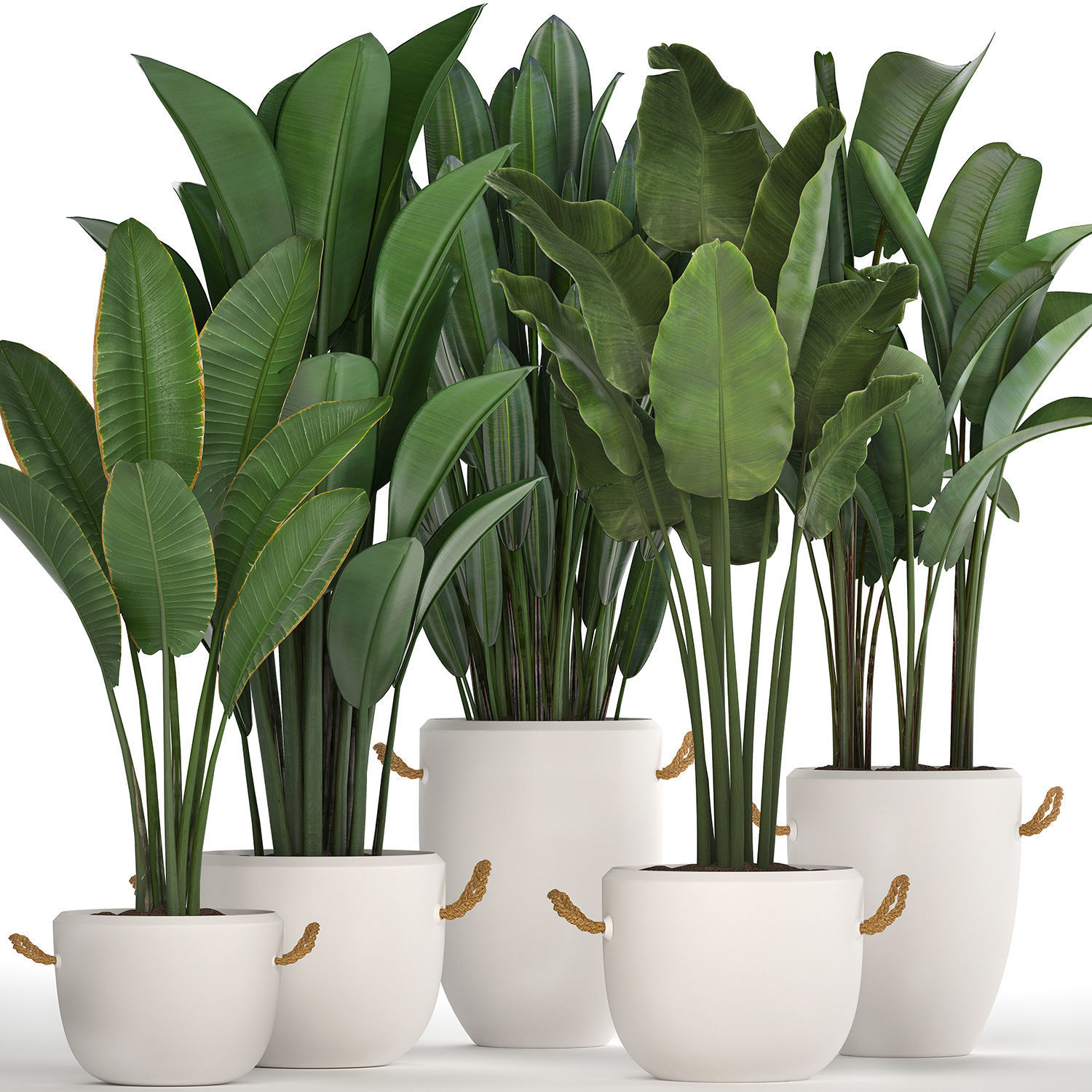 Exotic plants banana tree set 435 3D model_3