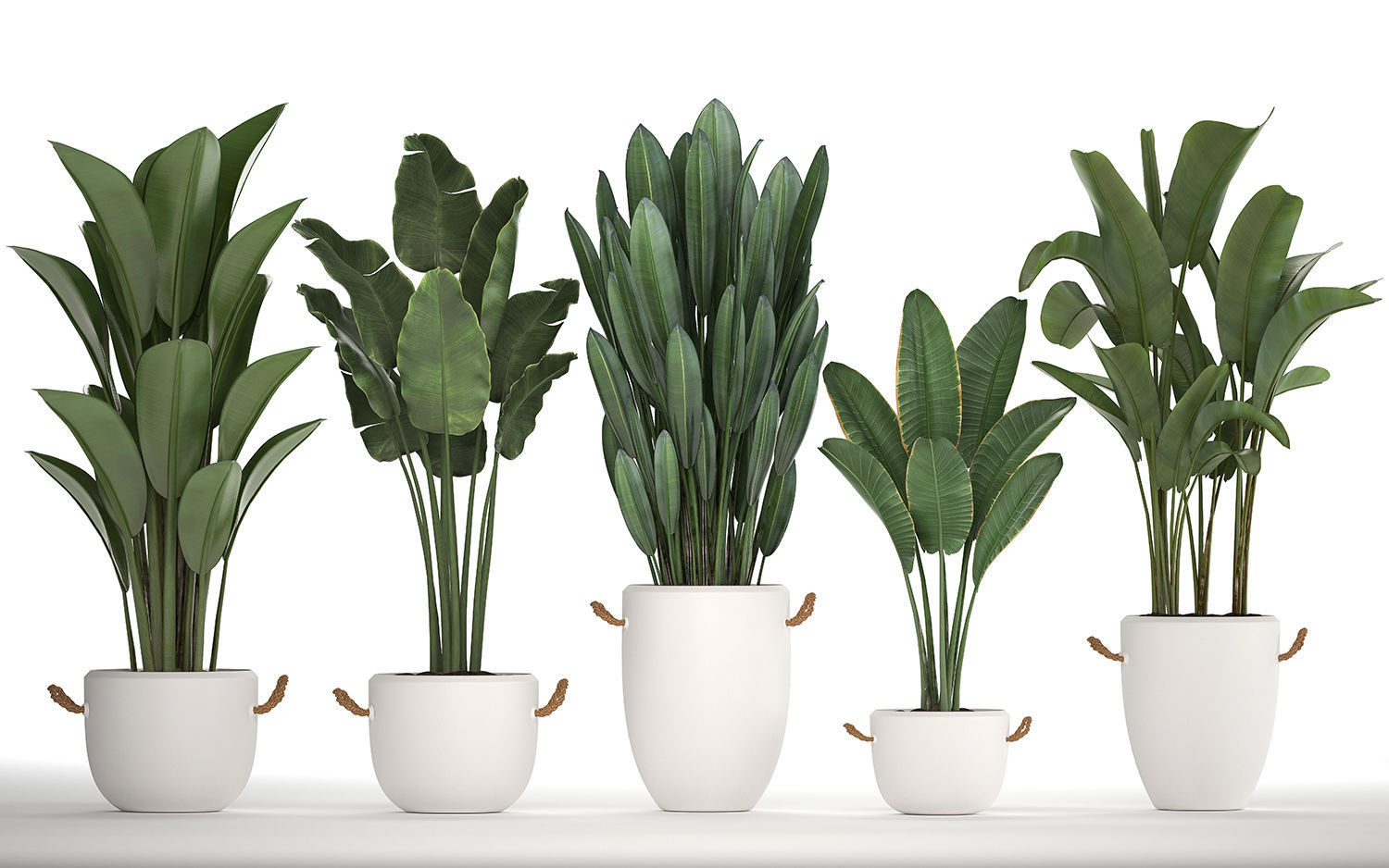 Exotic plants banana tree set 435 3D model_7