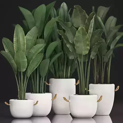 Exotic plants banana tree set 435 3D model