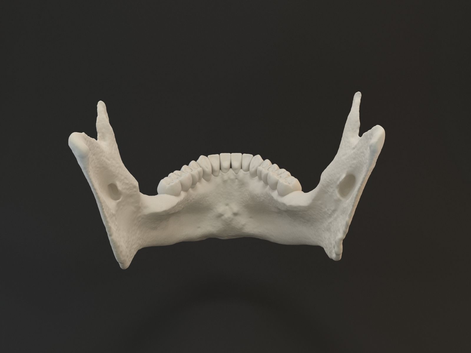 Jaw with teeths 3D model_1