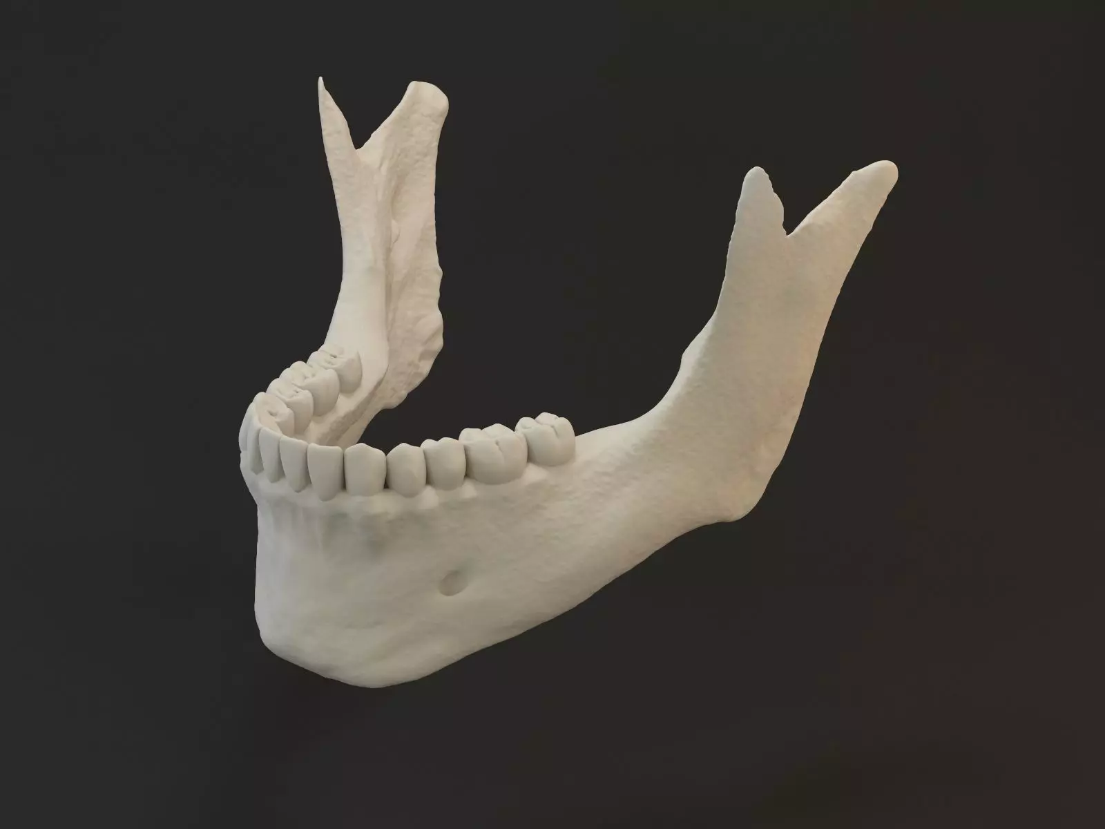 Jaw with teeths 3D model_0