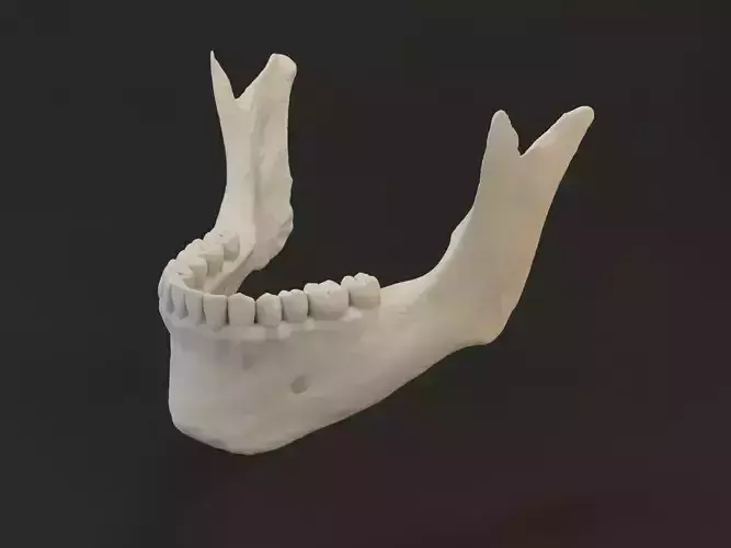 Jaw with teeths
