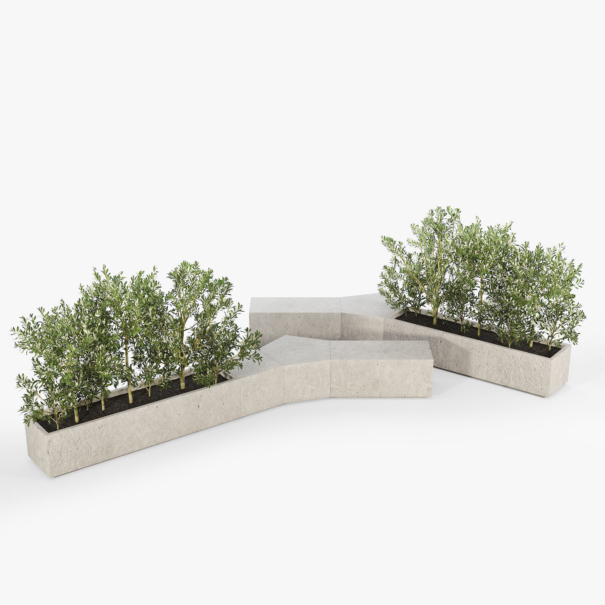 BOX PLANTER Olea europaea 3D model_3