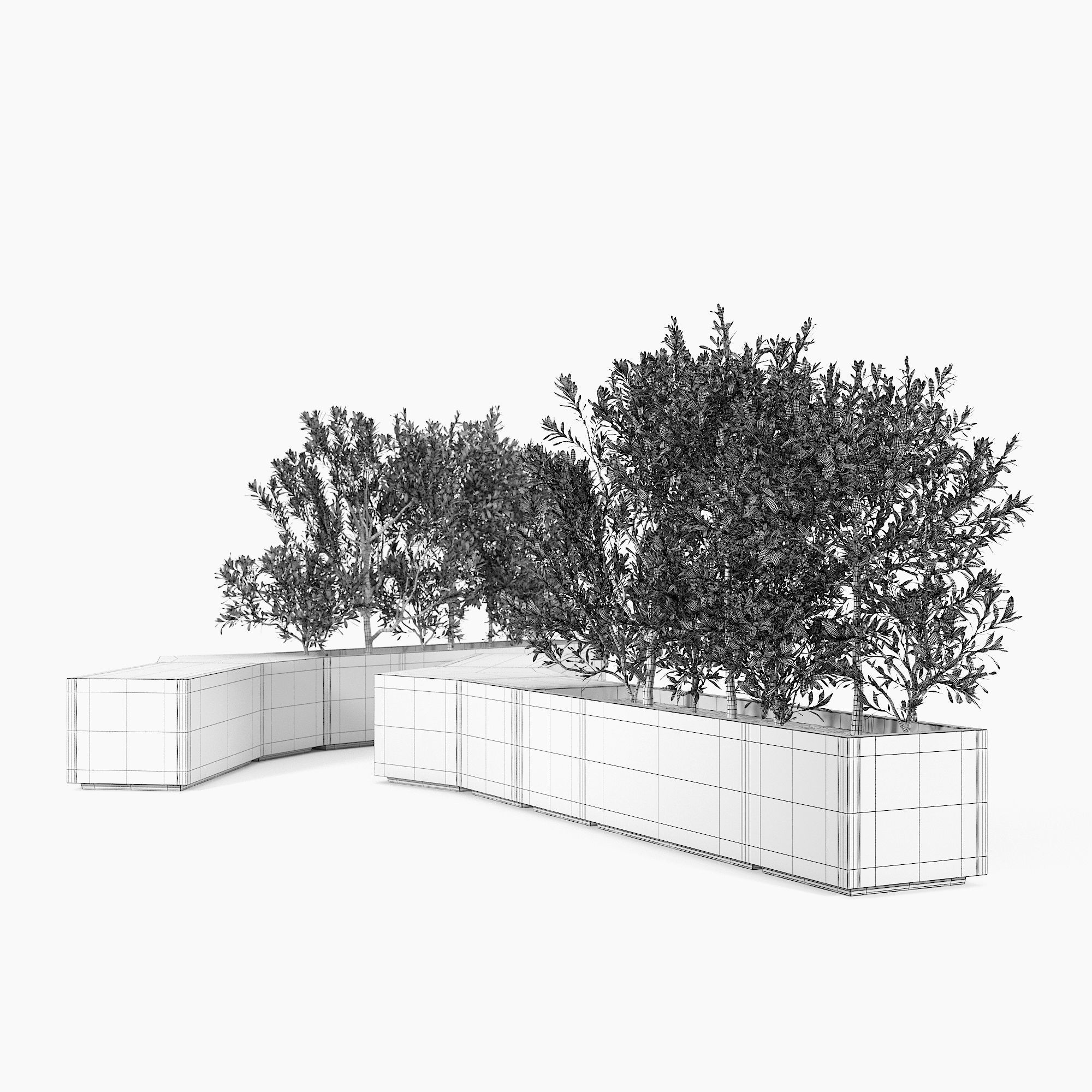 BOX PLANTER Olea europaea 3D model_6