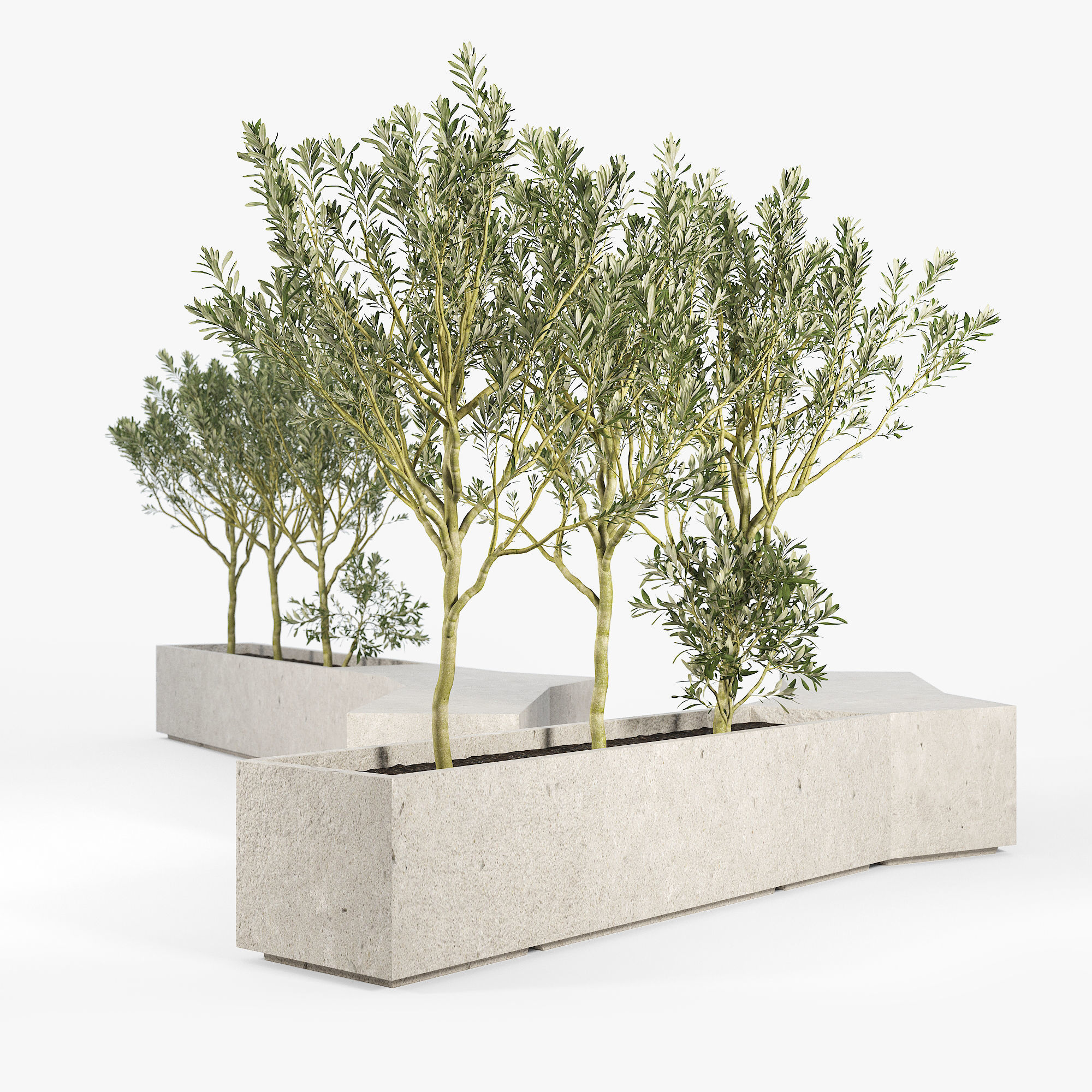 BOX PLANTER Olea europaea 3D model_8