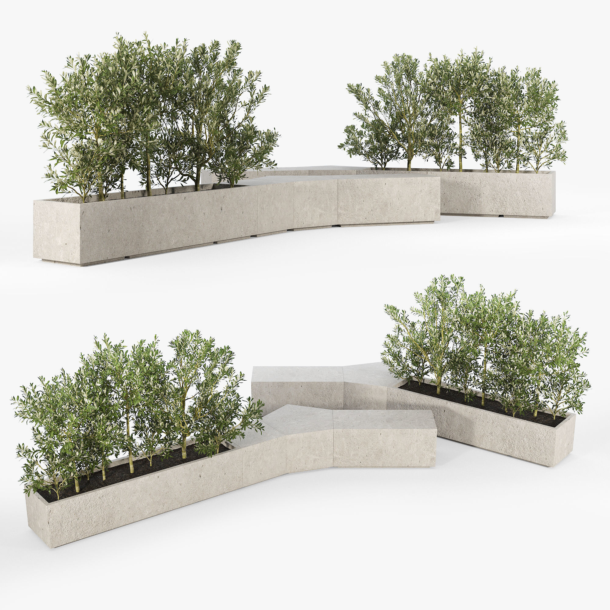BOX PLANTER Olea europaea 3D model_1