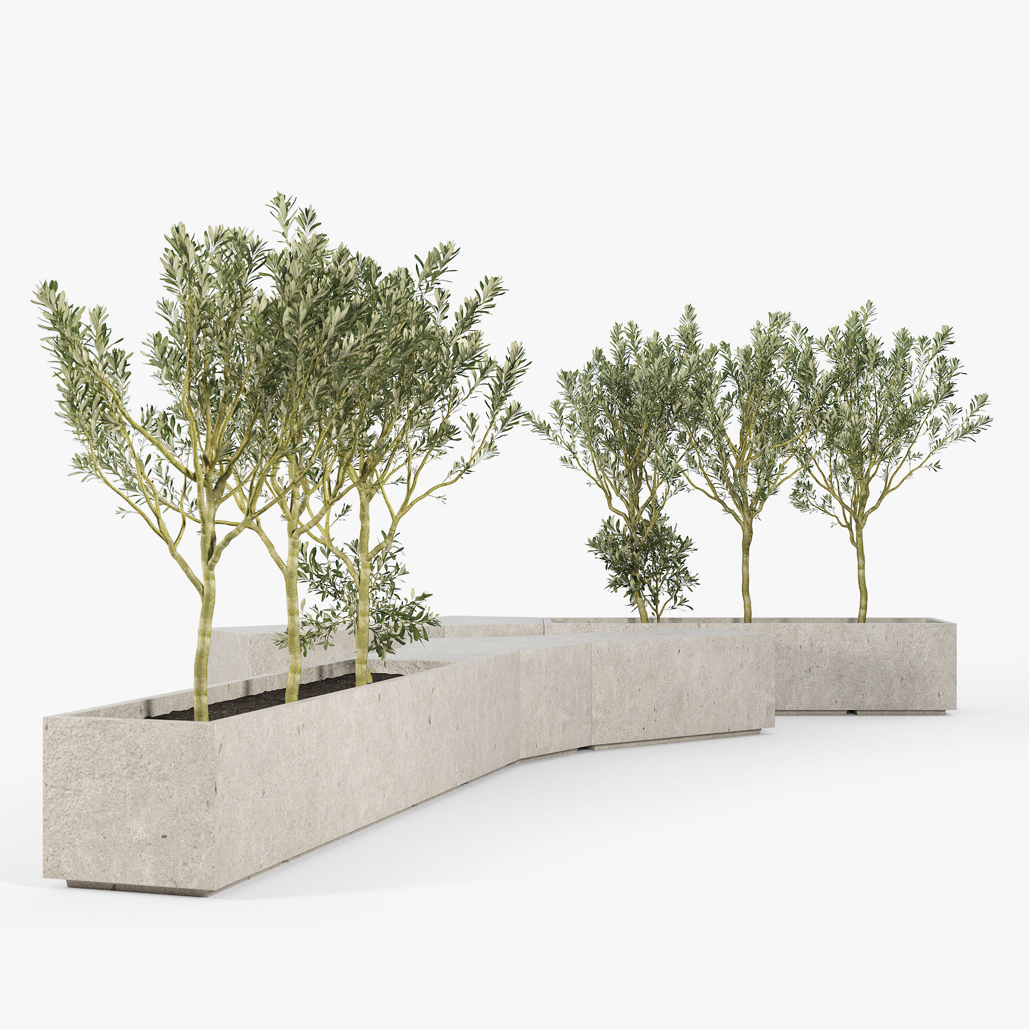 BOX PLANTER Olea europaea 3D model_7