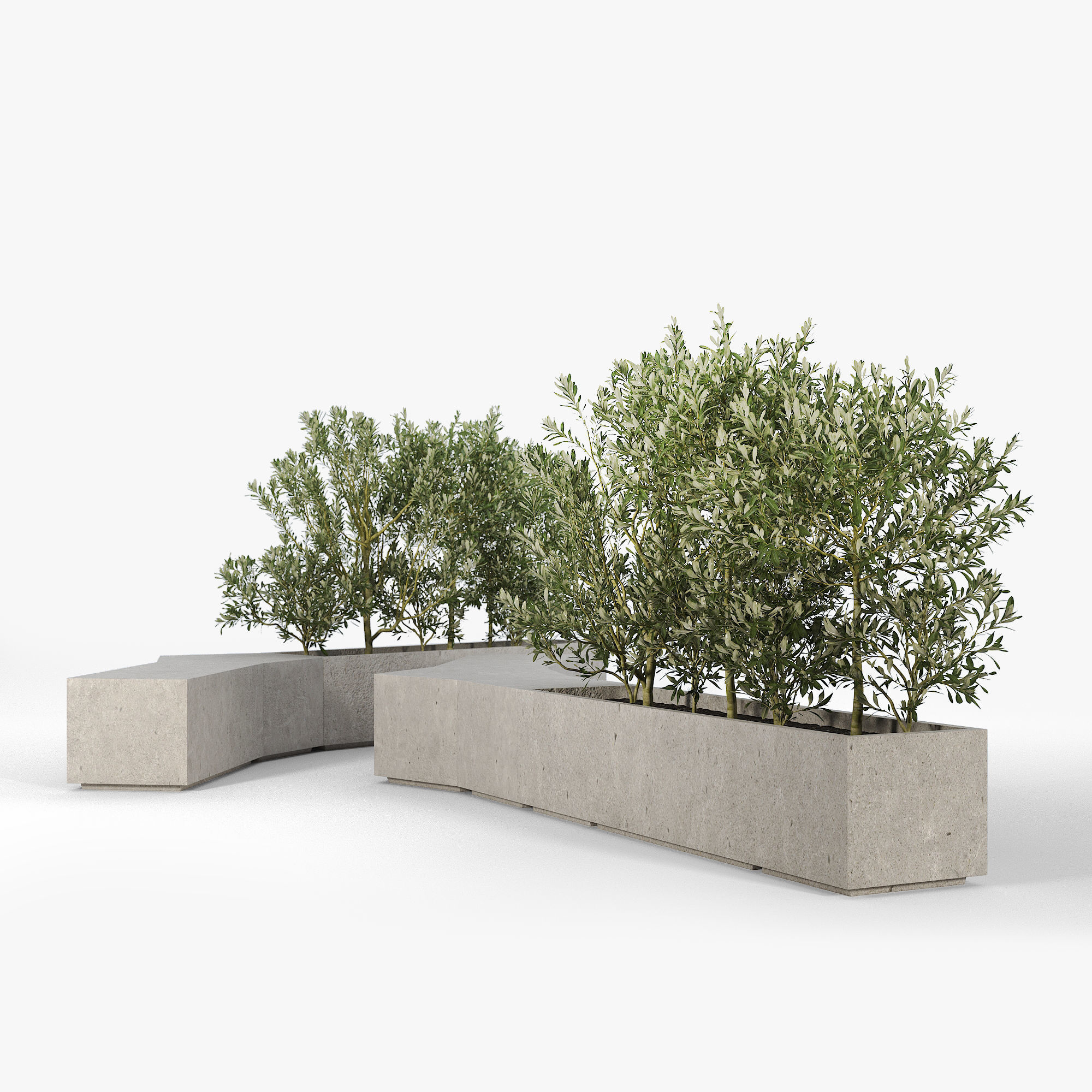 BOX PLANTER Olea europaea 3D model_5