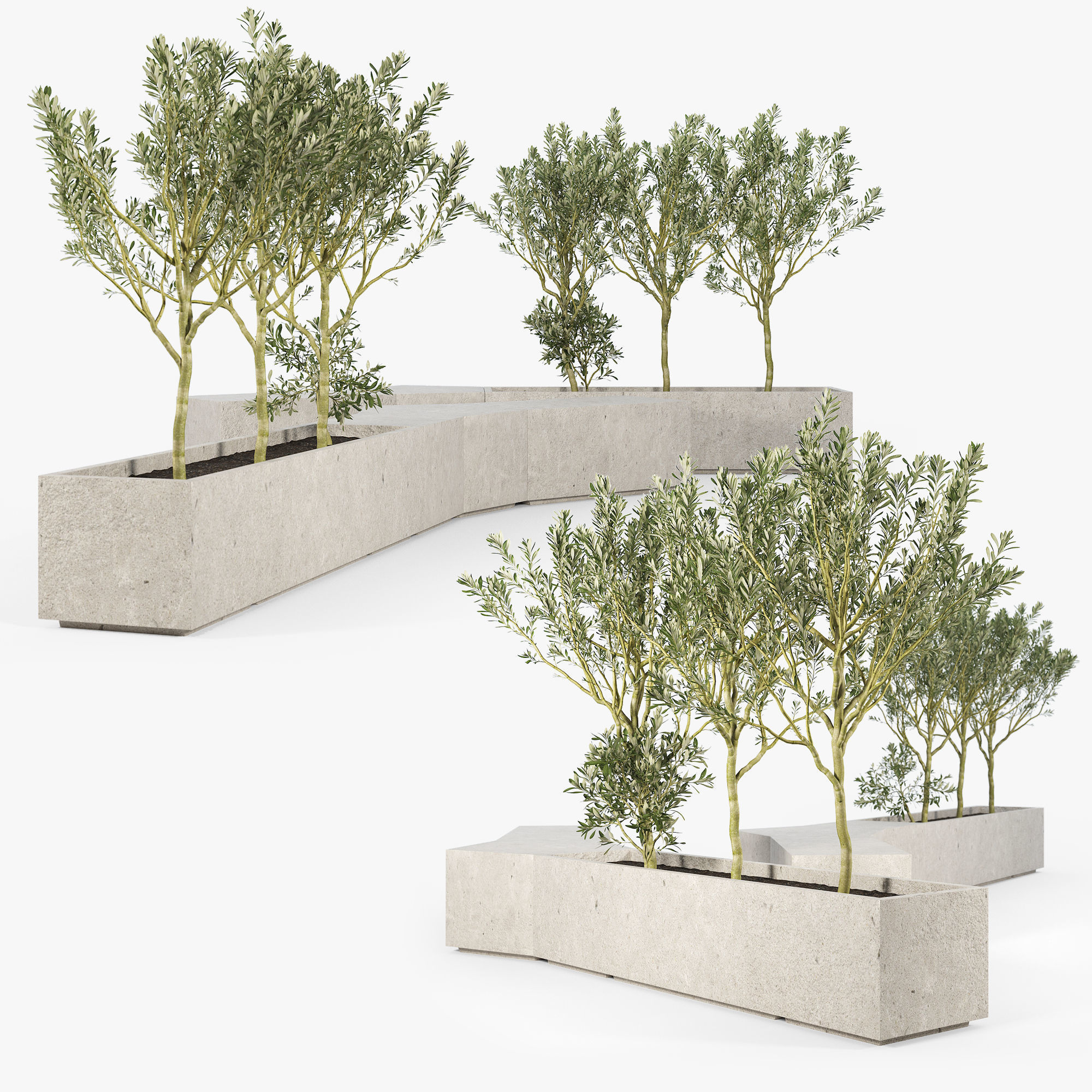 BOX PLANTER Olea europaea 3D model_2