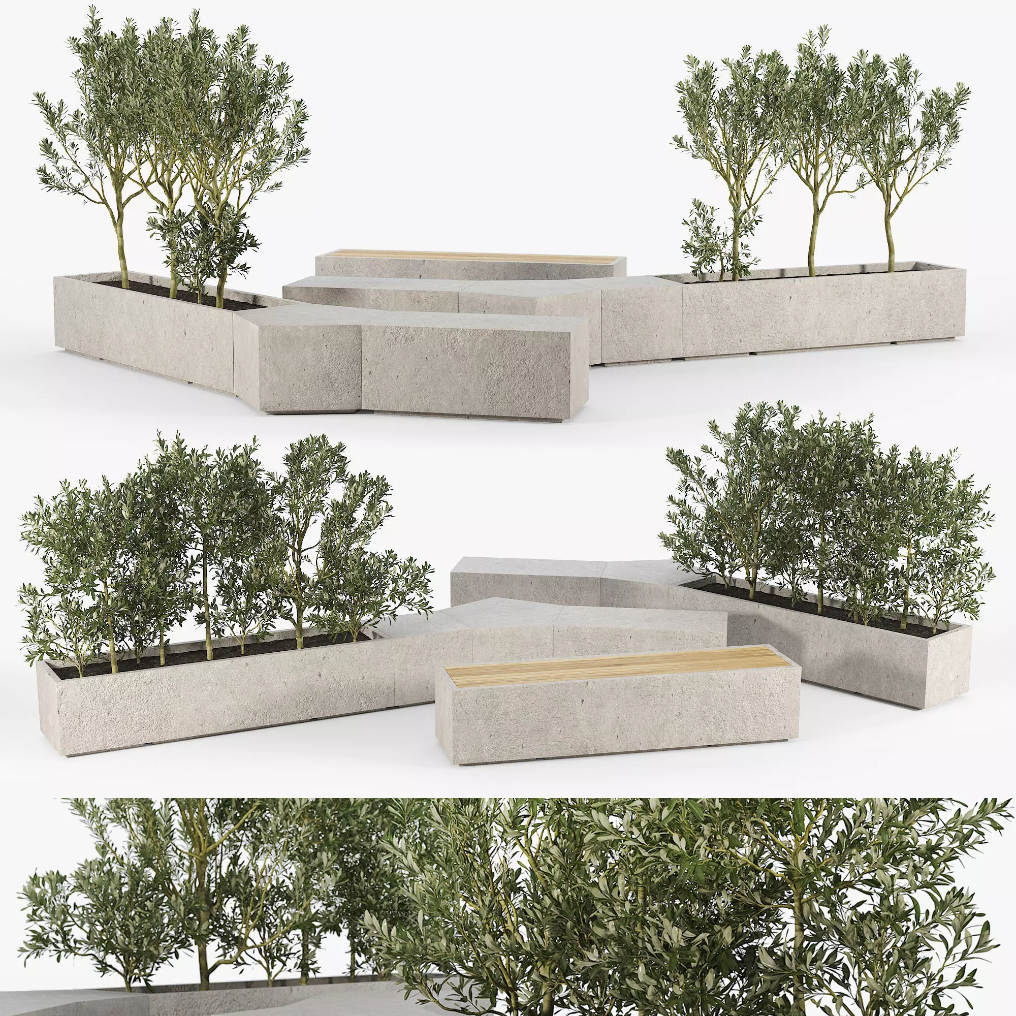 BOX PLANTER Olea europaea 3D model_0
