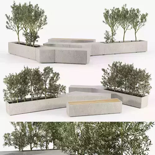 BOX PLANTER Olea europaea