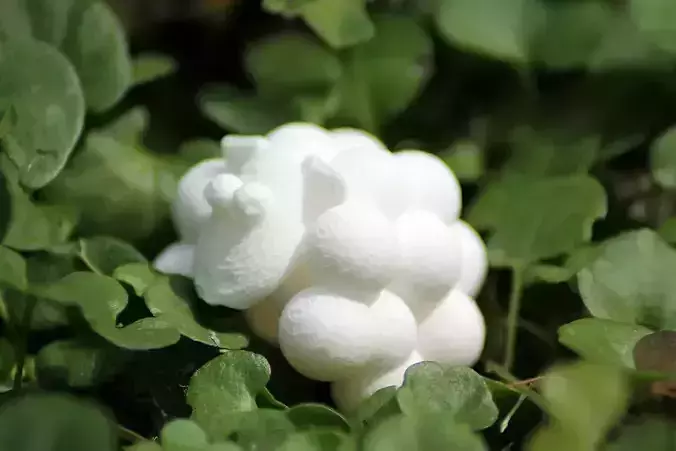 Sheepy mushroom in grass 3D print model